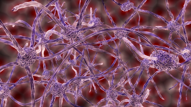 Chongqing Hospital Makes a Breakthrough in Discovering Another GPS System in the Brain