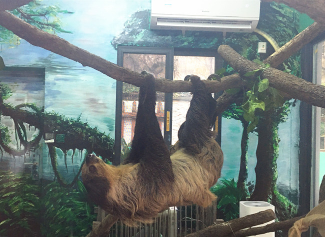 Animals in Chongqing's Zoos Have A coup to Keep out the Cold