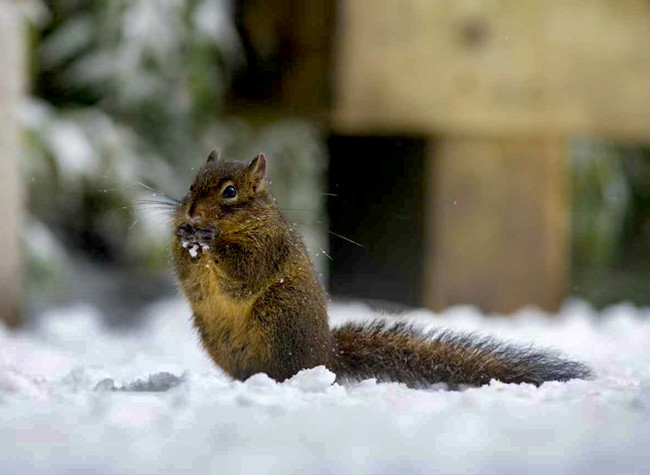 Chongqing Sees Booming Ice-Snow Tourism in New Year's Holiday