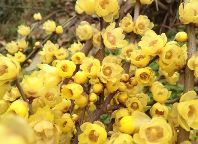 Go to Jingguan Town to Enjoy Blooming Wintersweet Flowers