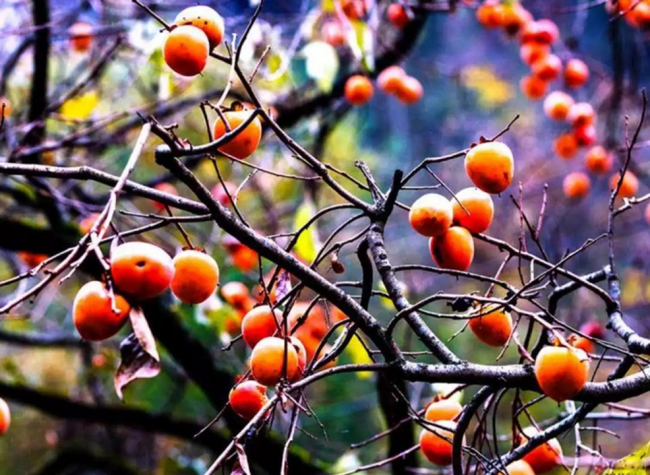 Story of Chongqing Speciality | Mopan Persimmon, a Fond Memory of Chengkou People