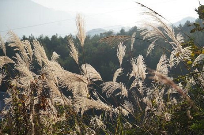 Public Welfare Projects Boost Rural Revitalization in Chongqing