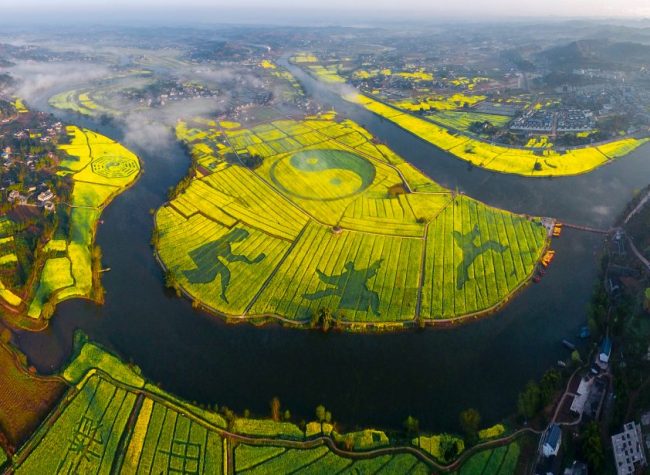 You Can Fly Paragliders to See Rapeseed Flowers in Tongnan This Year