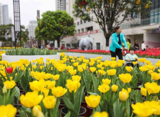600,000 Tulips Blossom in Longzhouwan, Banan District