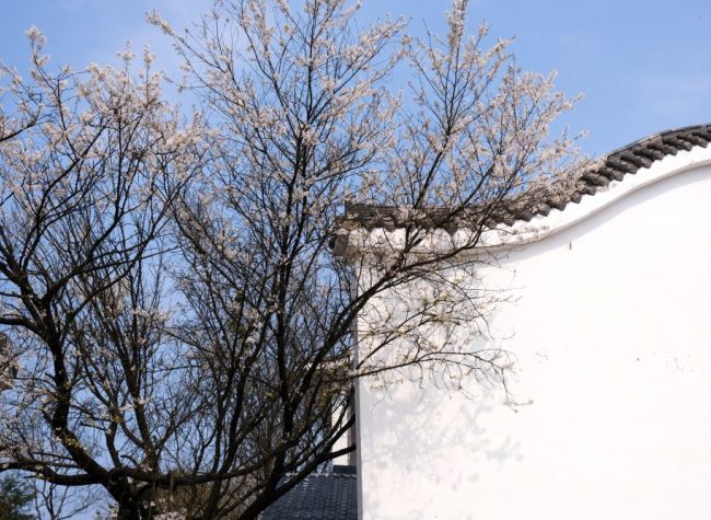 Beautiful Yubei Photo Shooting Tour in Spring