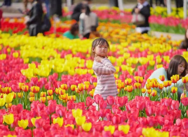 Chongqing Launches Spring Tourism Season with 80 Places to View Flowers