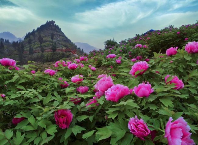 Best Place for Spring Break: Peony Flowers on Kai's Peak in Full Bloom