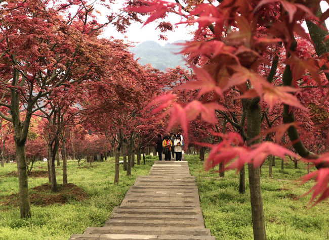 Come! Enjoy the Picturesque Maple Leaves Decorating the Landscape in Ba'nan