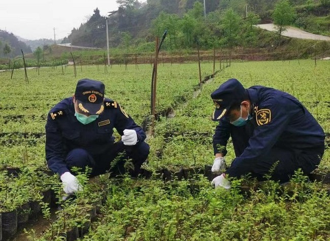 Chongqing's Foreign Trade Hit a Record High in Q1 2021