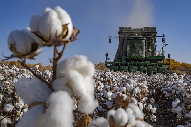 Chongqing Consumers Voice Support for Xinjiang Cotton to Refute Accusations