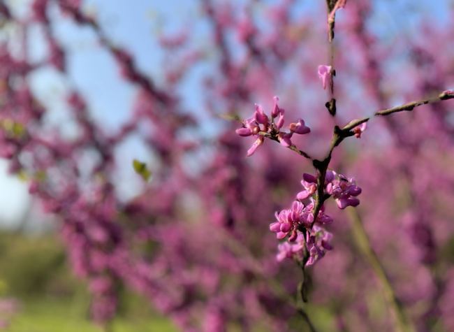 City Sees Tourist Visits Back to 80% Pre-Pandemic Level during Qingming