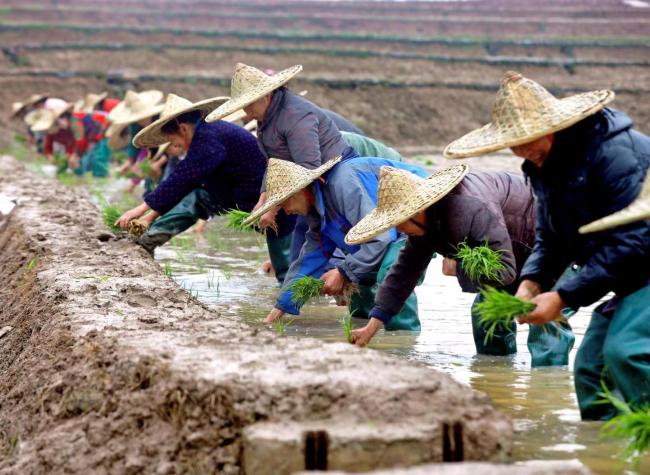 Liangping Kicks off Plowing Spring Festival by Transplanting Seedlings
