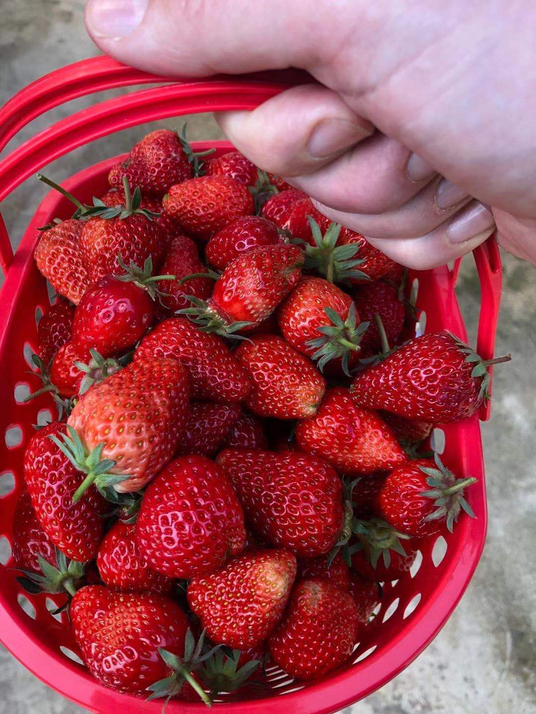 Delicious strawberry picking in Relaxing in Da Tianchi village, Yubei
