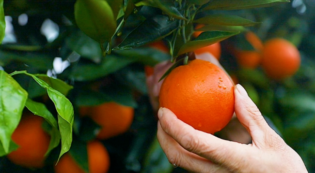 China-Singapore (Chongqing) Cooperation Projects Break the Hundred Mark |Chongqing Opportunity