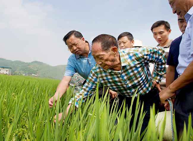 Story about Southwest University and Father of Hybrid Rice