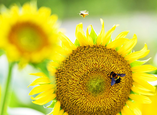 Guangyang Isle Boasts Rich Ecological Treasures in Upper Reaches of Yangtze River