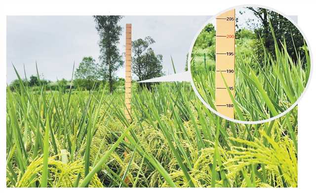 giant rice shoots growing in an about-10,000-square-meter experimental field at Changhong Village, Shiwan Town, Dazu District, Chongqing this year are cultivated successfully