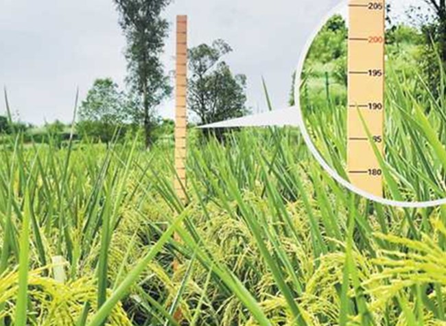 Two-meter-high 'Giant Rice' Cultivated Successfully in SW China