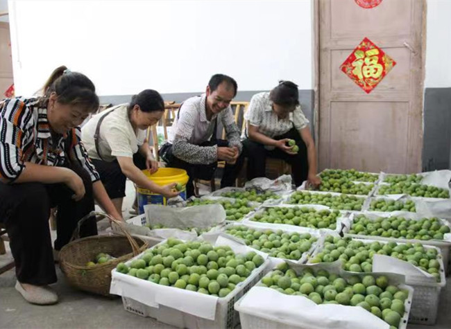 Plums Bring a Better Life to the Villagers of Chongqing