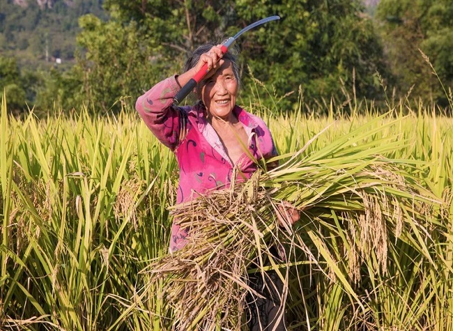 Countryside in Fengdu County Long River Valley Enter the Harvest Season