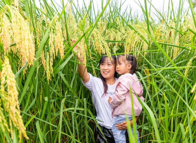2-Meter-High 'Giant Rice' Harvested in Dazu Chongqing