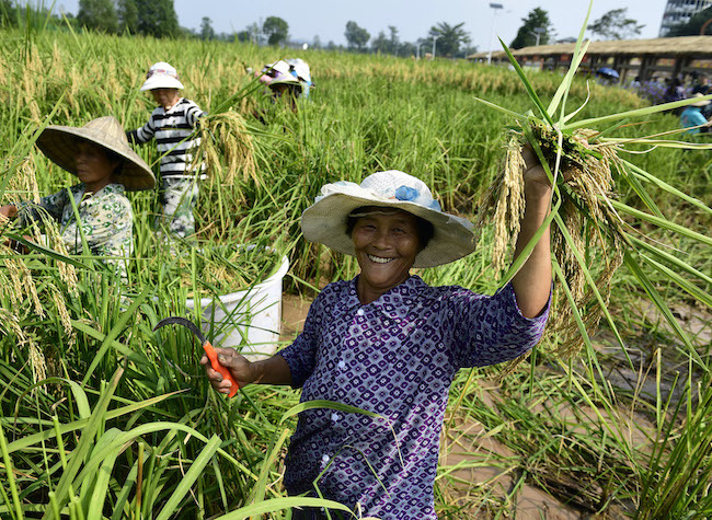 Various Events Celebrating Chinese Farmers' Harvest Festival in Chongqing