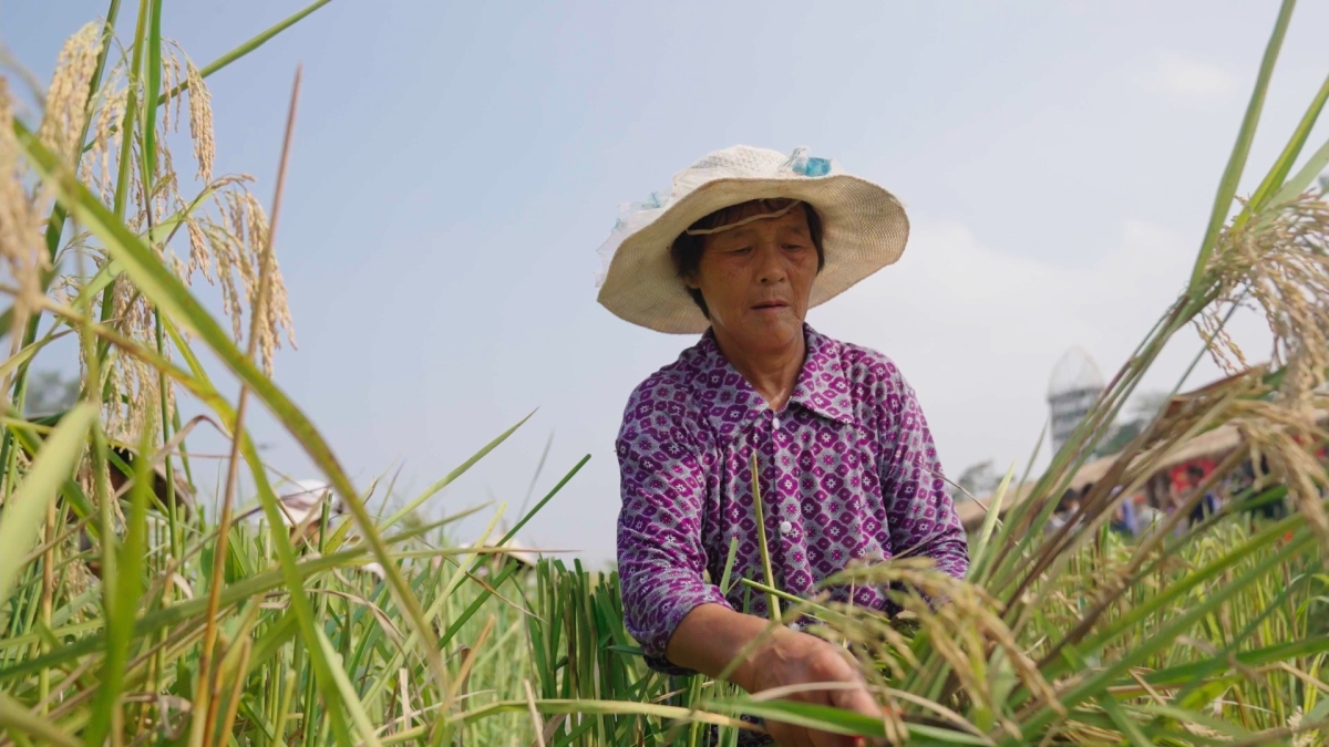 Farmers were reaping the giant rice.(Photo/Zhang Changliang)