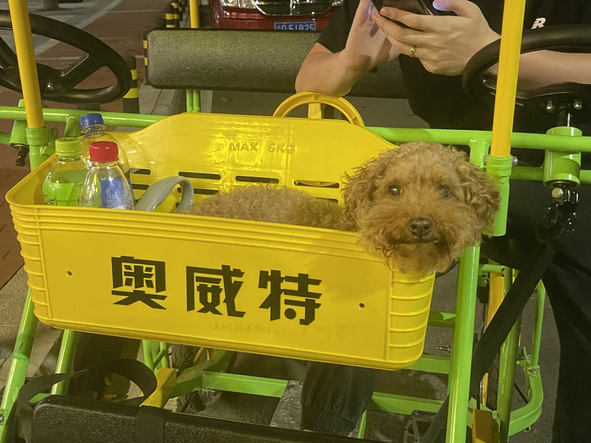 Benben enjoyed the many dog-friendly amenities the village had to offer.