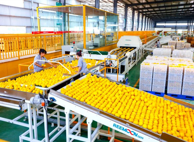 'Weekend in Tongnan' Entices Rural Tourists as Lemon Festival Pushes Industry Frontiers