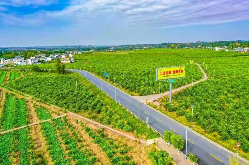 Tongnan Lemons