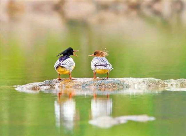 Endangered Animal and Plant Species in Chongqing Achieve Restorative Growth