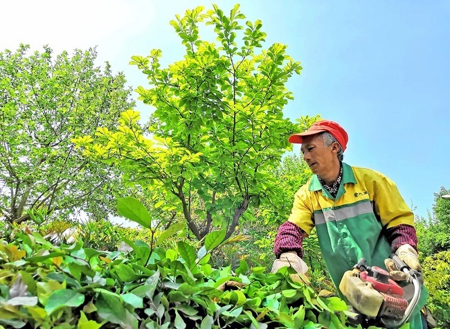 Green Development Makes Chongqing Metropolis More Beautiful