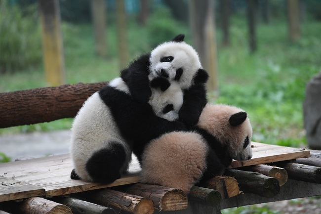 Full Text: Biodiversity Conservation in China