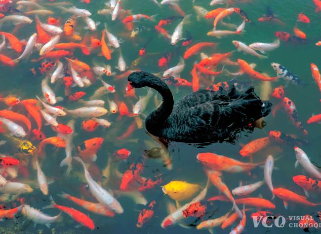 Visual Chongqing | Weekly City Views on Nov. 23-29th, 2021