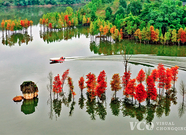 Visual Chongqing | Weekly City Views on Nov. 8-14th, 2021
