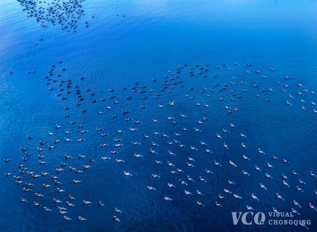 Visual Chongqing | Migratory birds overwinter