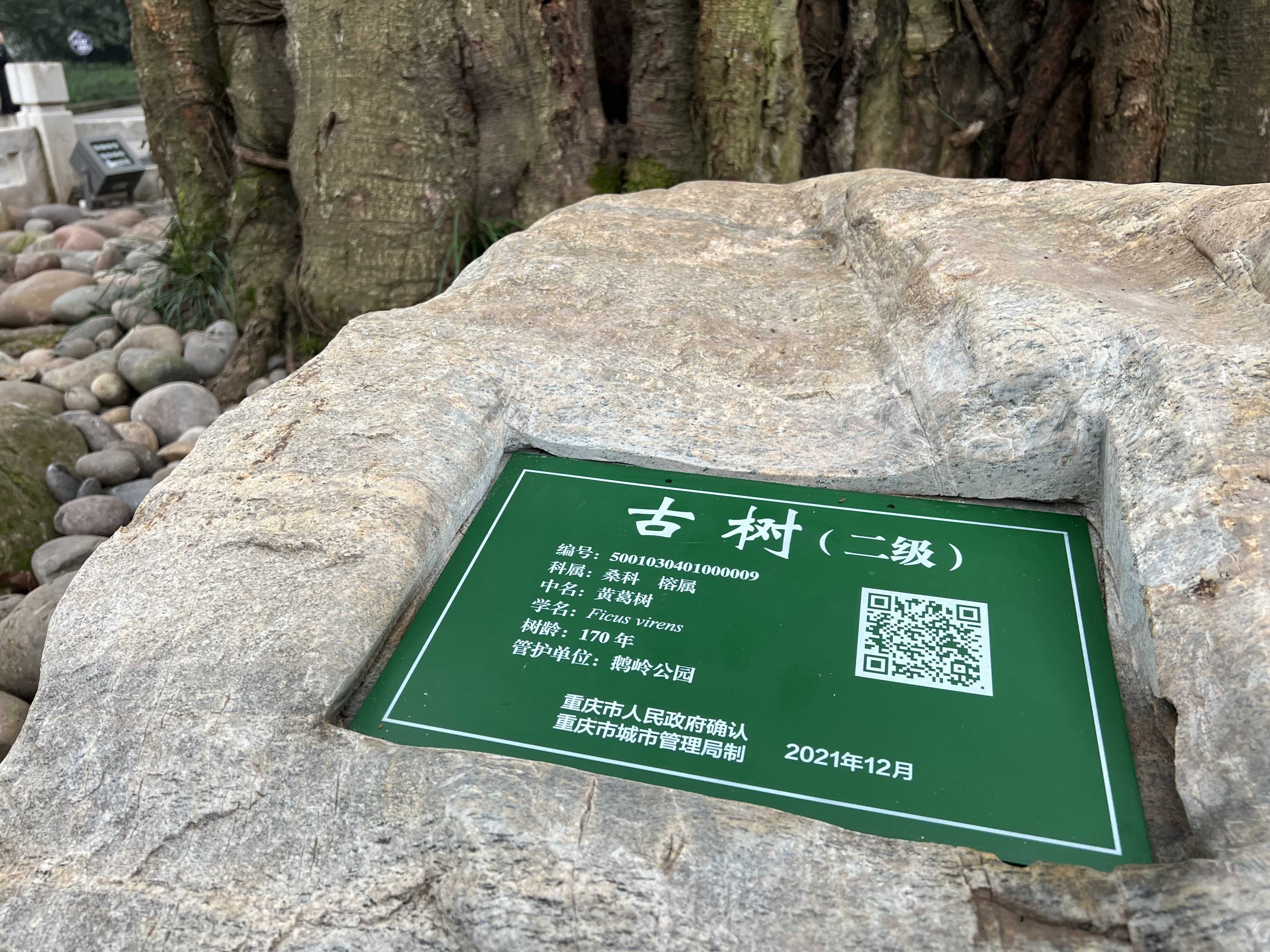 The Oldest City Tree in Chongqing Reaches 1,000 Years Old 