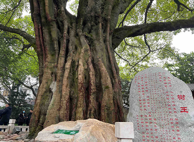 The Oldest City Tree in Chongqing Reaches 1,000 Years Old!