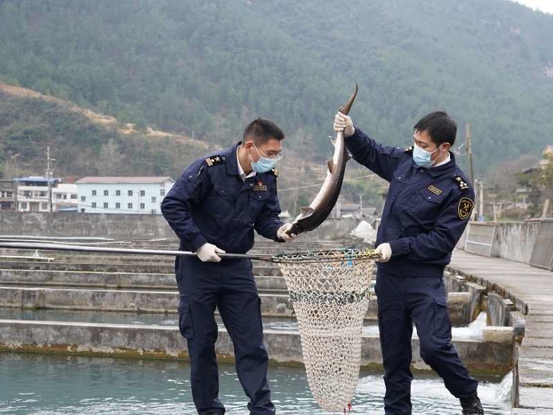 Chongqing Customs officers supervise the export of sturgeon on site.