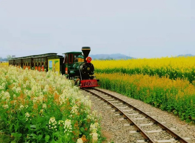 Enjoy A Big Field of Golden Rapeseed Flowers- Chongqing in Bloom
