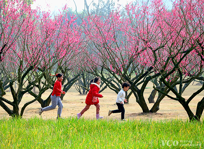 Visual Chongqing | Welcome spring with red plum blossoms