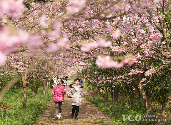 Visual Chongqing | Cherry blossoms