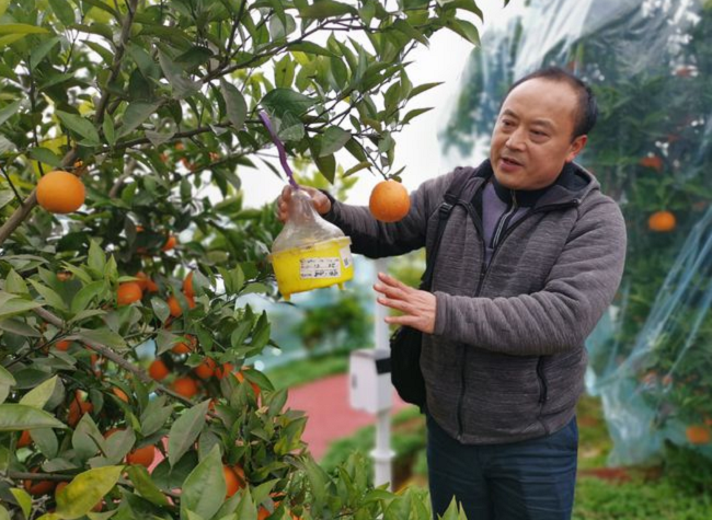 China's Small Village Exporting Blood Oranges to Southeast Asia