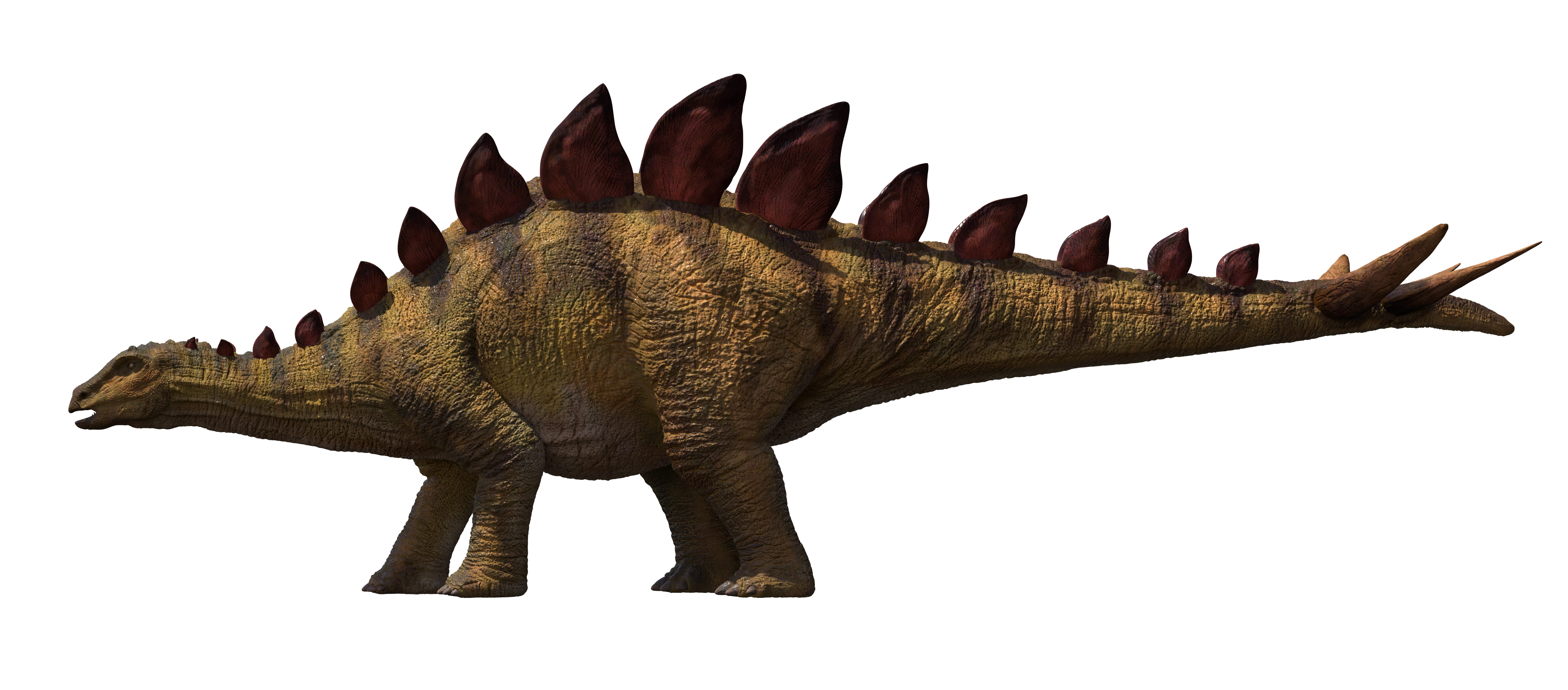 Asia's Oldest Stegosaurus Dinosaur Fossil Discovered In Chongqing ...