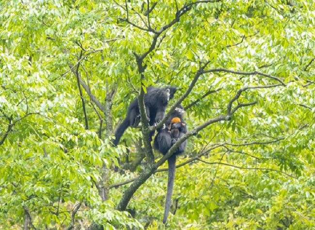 Home to 112 Terrestrial Wild Animal Species Under State Priority Protection | Biodiversity in Chongqing