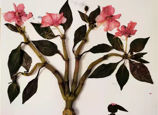 Asian and European Teenagers Make Creative Herbal Specimens