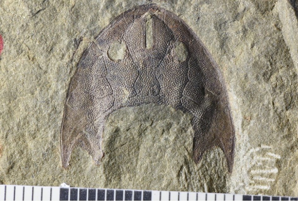 436 Million Years Old Fish Fossil Found in Chongqing | ichongqing