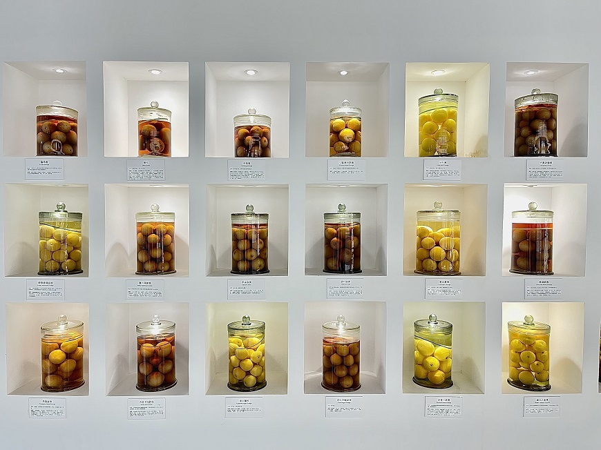 Some citrus fruit samples are kept in the Citrus Culture Time and Space Museum in Xinli Town, Zhongxian County, Southwest China's Chongqing Municipality.