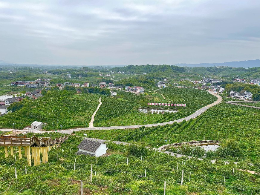 The citrus grove in Xinli Town, Zhongxian County,Chongqing.
