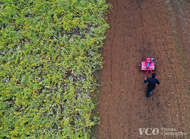 Visual Chongqing | Early spring cultivation